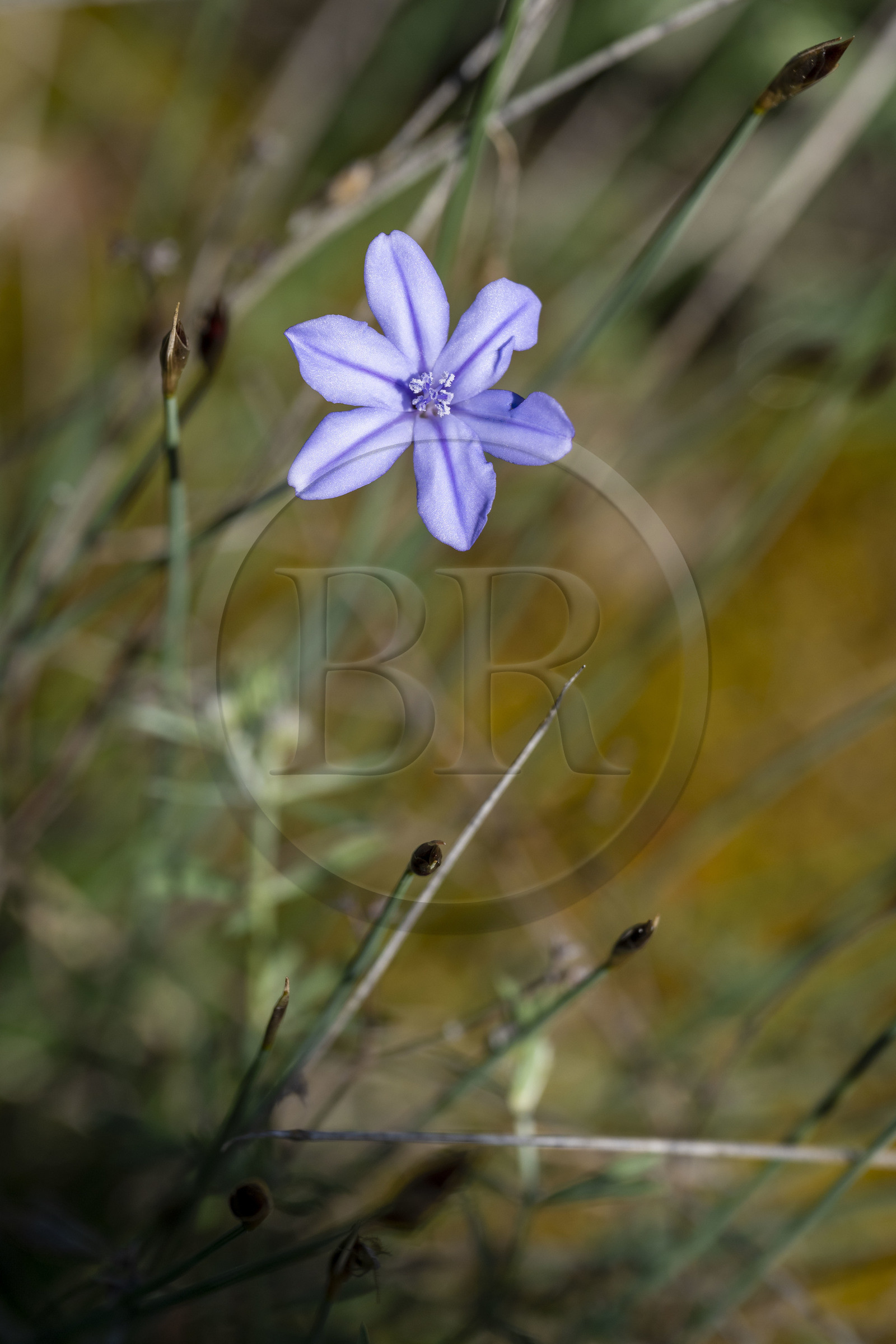 France, Vaucluse (84), Dentelles de Montmirail, Vaison-la-Romaine, aphyllanthe de Montpellier (Aphyllanthes monspeliensis), ou œillet bleu de Montpellier