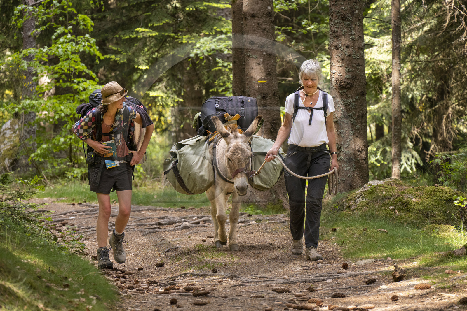 France, Lozère (48), Saint-Flour-de-Mercoire, forêts de la Margeride, randonnée avec un âne sur le chemin de Stevenson (GR 70) et sur le sentier des fades (les fées en occitan)