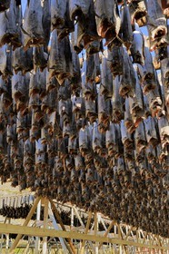 Norvège, Nordland, Îles Lofoten, port de Ballstad dans l'île de Vestvagoy, séchage de la morue