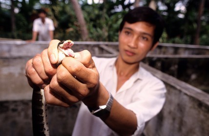 Vietnam, My Tho, la ferme aux serpents