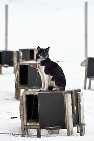 Norvège, Svalbard, Spitzberg, vallée de Adventdalen vers Longyearbyen, élevage de chiens de traineau, les huskies attendent à leur chenil d'être sortis pour tirer des traineaux