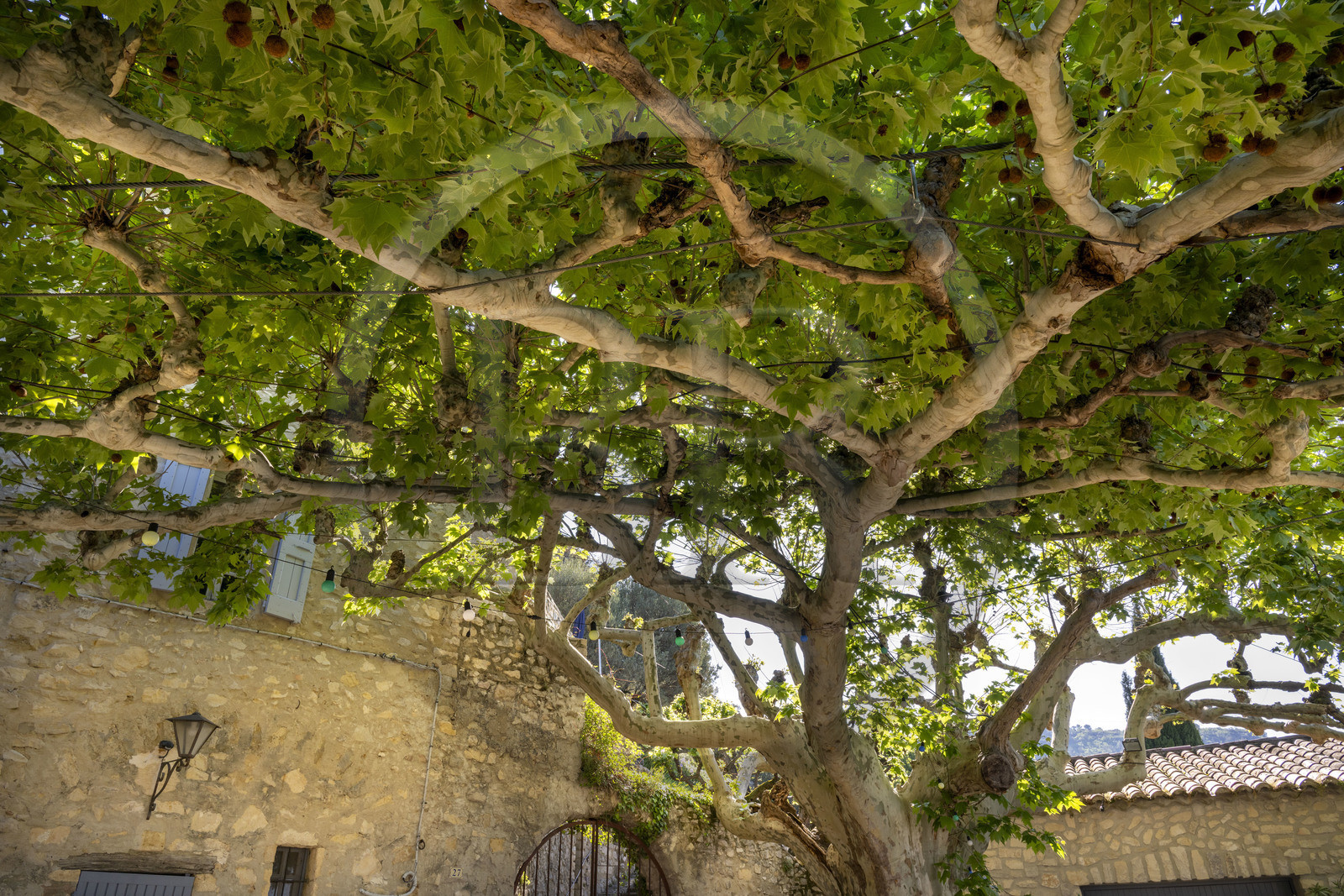 France, Vaucluse (84), Dentelles de Montmirail, le village médiéval de Séguret, labellisé Les Plus Beaux Villages de France, la place des Arceaux où d'énormes platanes plantés vers 1860 entremêlent leurs branches pour former une tonnelle