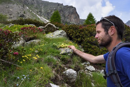 France, Alpes-Maritimes (06), parc national du Mercantour, Haute-Vésubie, vallon de la Gordolasque, le guide de randonnée Gabriel Rougerie observant des rhododendrons