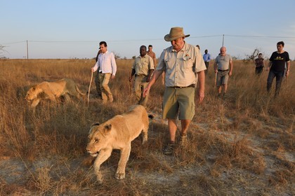 Zimbabwe, province des Midlands, Gweru, Antelope Park qui abrite ALERT (African Lion and Trust Environmental Research)