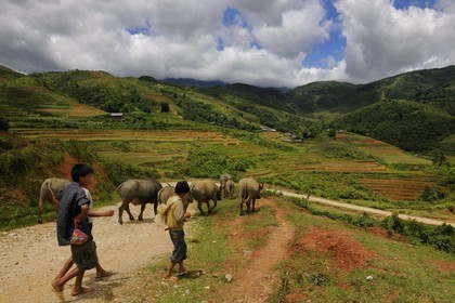 Vietnam, province de Lao Cai, région de Sapa, vallée de Ta Phin, enfants de la minorité Hmong Noir ramenant leurs buffles