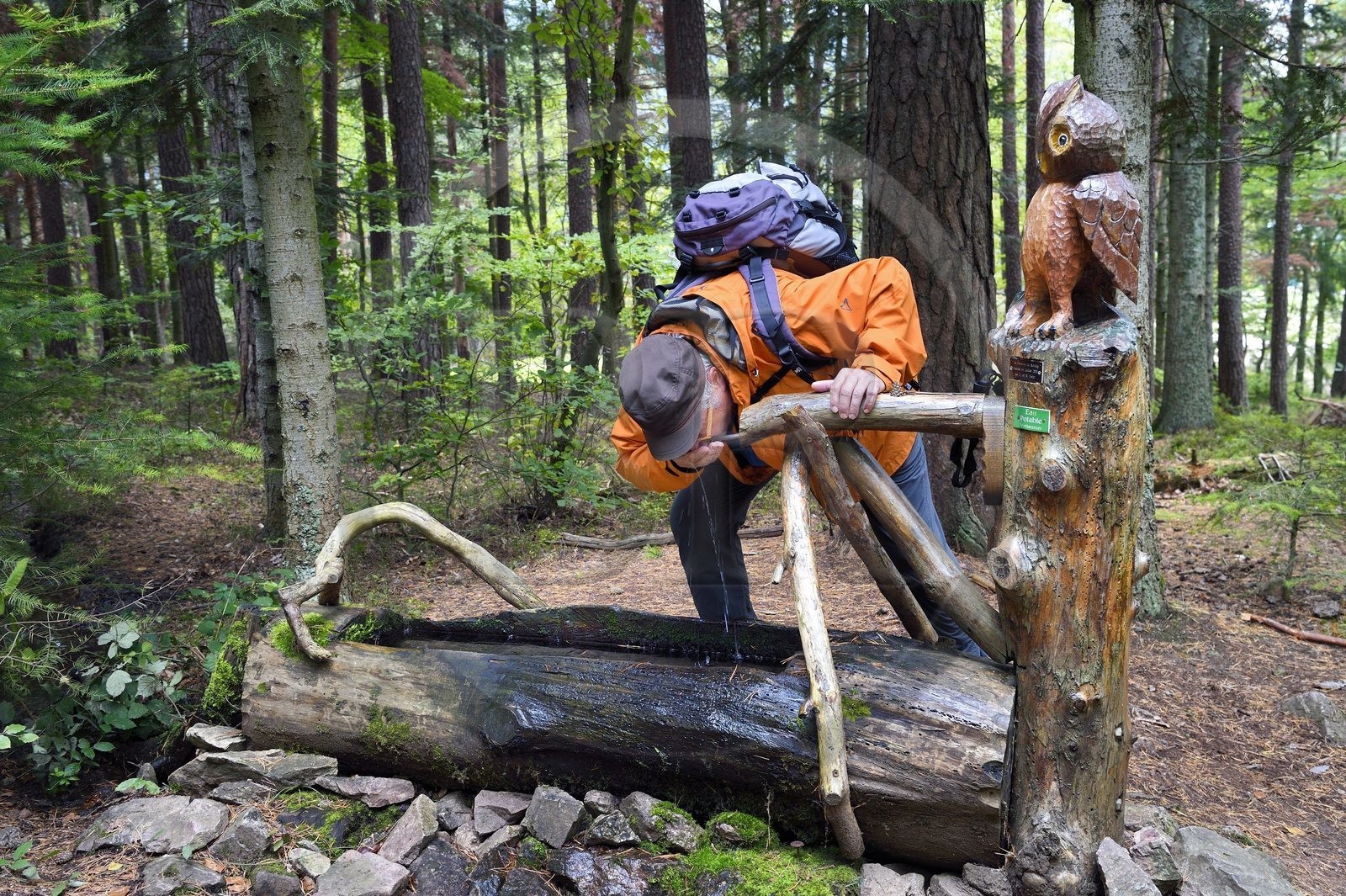 France, Haut-Rhin (68), Thannenkirch, randonnée dans le massif du Taennchel, Hubert Bihl du Club Vosgien devant une fontaine sculptées