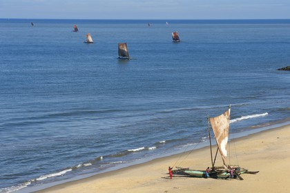 Sri Lanka, Province de l'Ouest, Negombo, retour sur la plage de Porathota des pecheurs et de leur catamarans traditionnels après la peche du matin