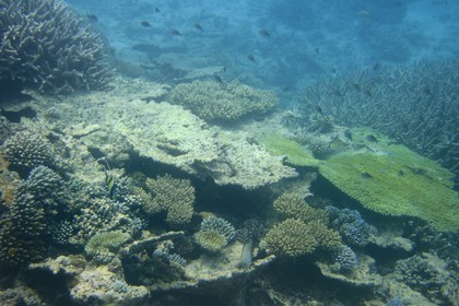 France, Ile de Mayotte, Grande-Terre, récif de corail dans la lagune face à la pointe Saziley  sur la cote Est
