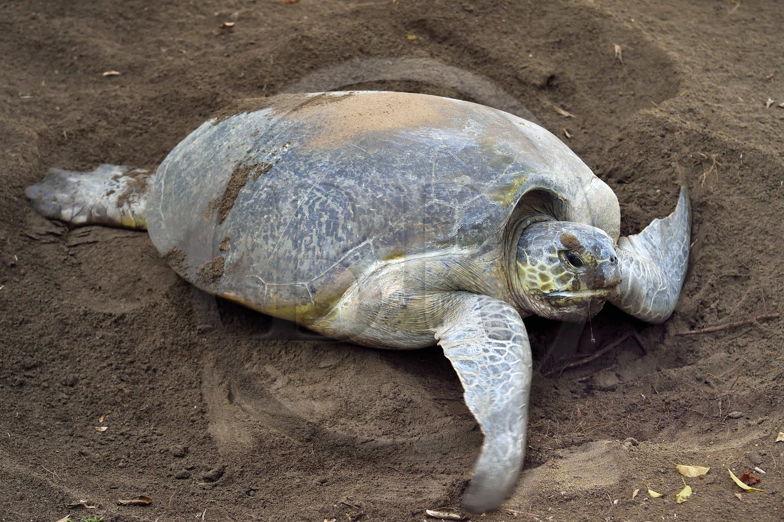France, Ile de Mayotte, Grande-Terre, Kani-Keli, plage de N’Gouja, le Jardin Maoré, tortue (de mer) verte (Chelonia mydas) recouvrant de sable ses oeufs après la ponte