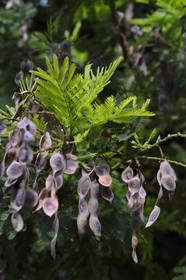 France, Var (83), Bormes-les-Mimosas, cosses de mimosa en début d'été