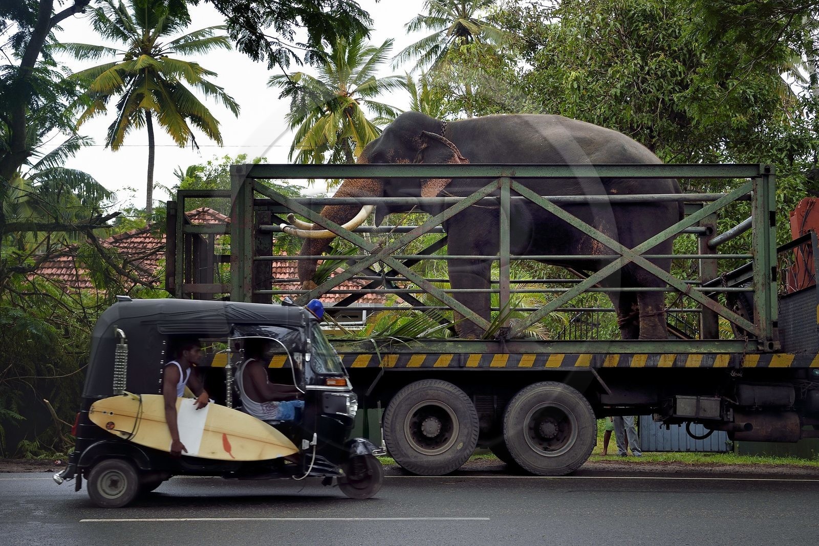 Sri Lanka, Province du Sud, Weligama, un camion transporteur d'éléphant apporte un éléphant à une cérémonie