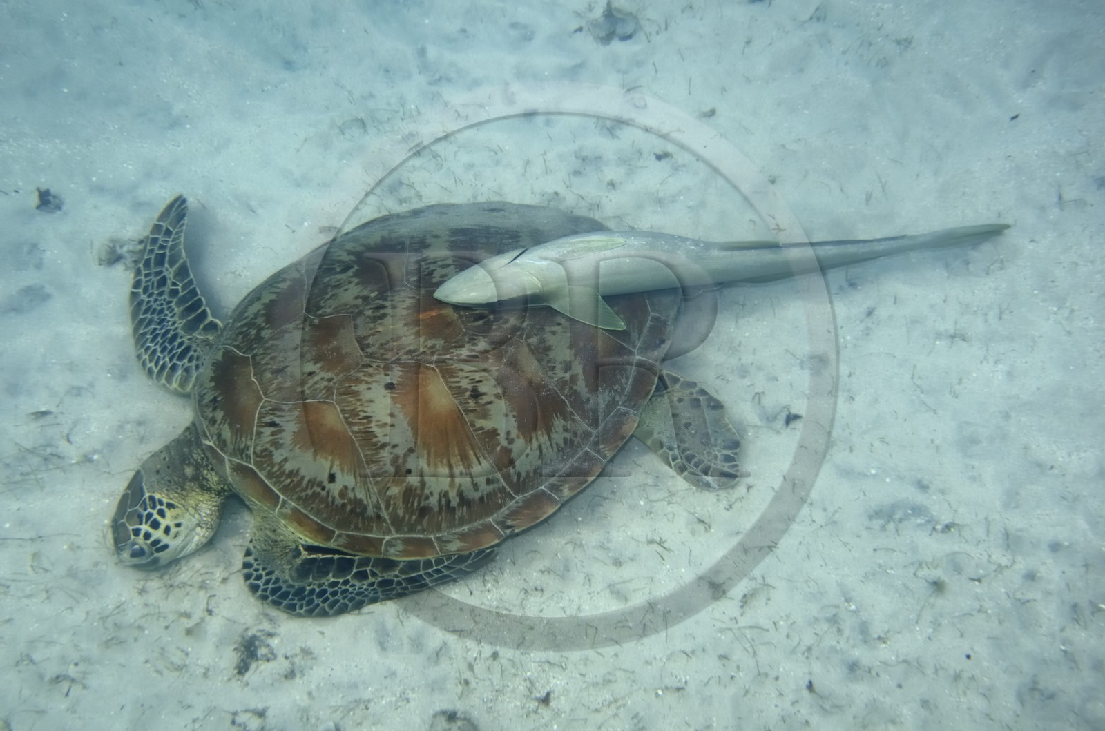 France, Ile de Mayotte, Grande-Terre, Kani-Keli, plage de N’Gouja, tortue (de mer) verte (Chelonia mydas) et un poisson pilote rémora (Echeneis naucrates) accroché à sa carapace