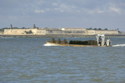 France, Charente-Maritime (17), le bassin Marrennes-Oléron au large du port Le Château d'Oléron, chaland à huîtres
