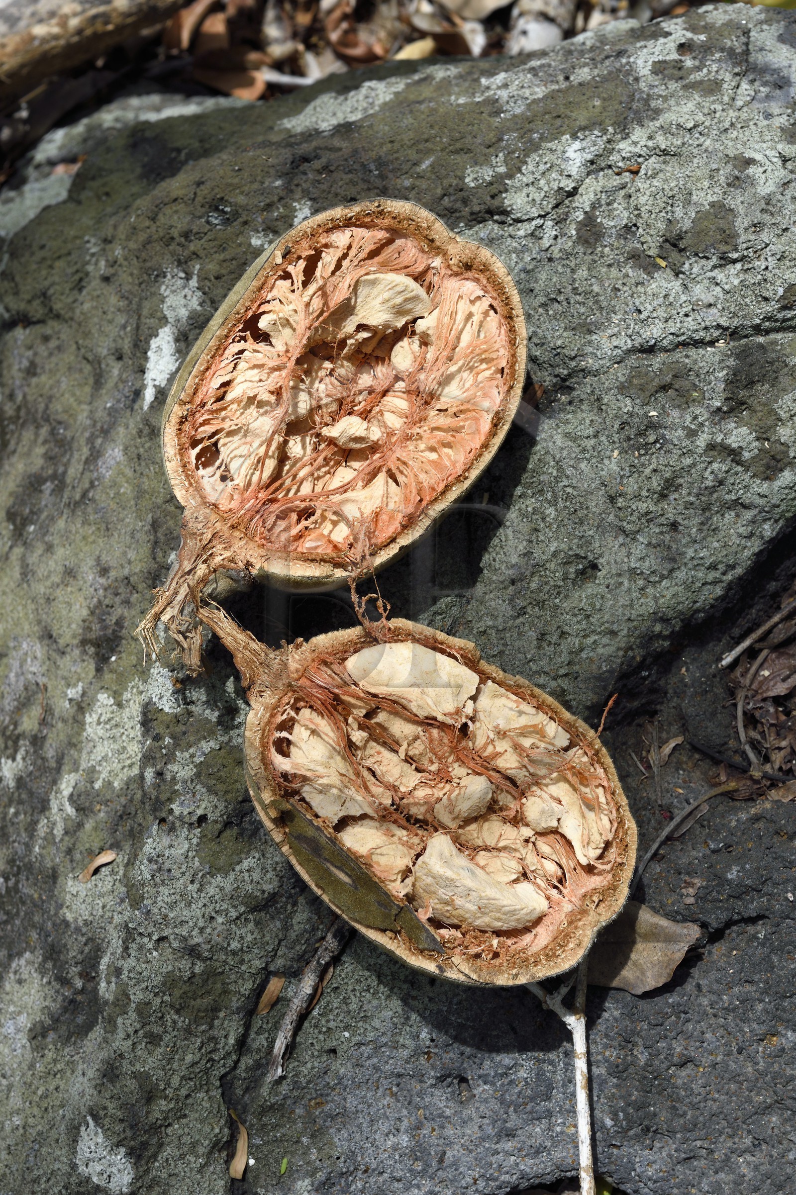France, Ile de Mayotte, Grande-Terre, M'Tsamoudou, pointe de Saziley, fruit du baobab aussi appelé pain de singe