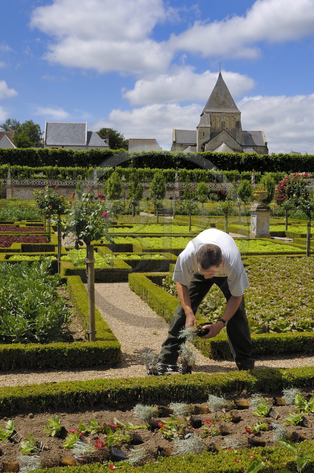 France, Indre-et-Loire (37), vallée de la Loire classée Patrimoine Mondial de l'UNESCO, les jardins à la française du château de Villandry, propriété d'Angélique et Henri Carvallo