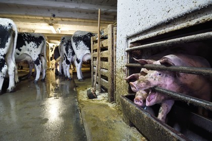 France, Haut-Rhin (68), Kruth, ferme auberge marcaire du Schafert