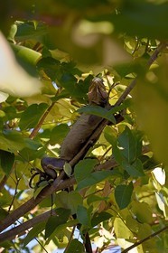 Caraïbes, Ile de la Dominique, Portsmouth, les rives de l'Indian River, iguane des Petites Antilles (Iguana delicatissima) dans un arbre