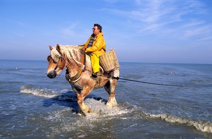 Belgique, Flandre-Occidentale, plage de Oostduinkerke, Rolland est un des derniers pêcheurs de crevettes à cheval