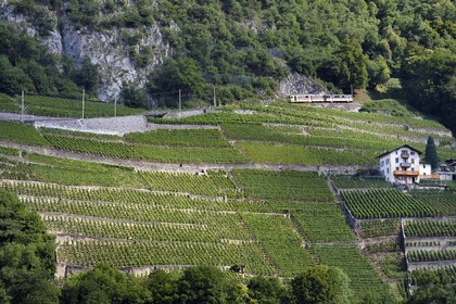 Suisse, Canton de Vaud, Aigle, train régional progressant à flanc de colline et entouré par le vignoble