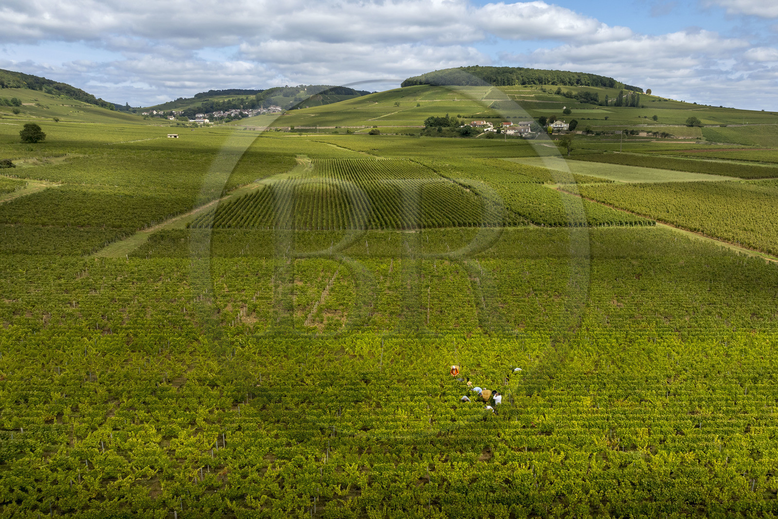 France, Côte-d'Or (21), les climats de Bourgogne classés Patrimoine Mondial de l'UNESCO, Route des Grands Crus, vignoble de la Côte de Beaune, Pernand-Vergelesses, vendanges dans les vignes où les Hospices de Beaune possèdent des parcelles, le village et la colline de Corton en arrière plan (vue aérienne)