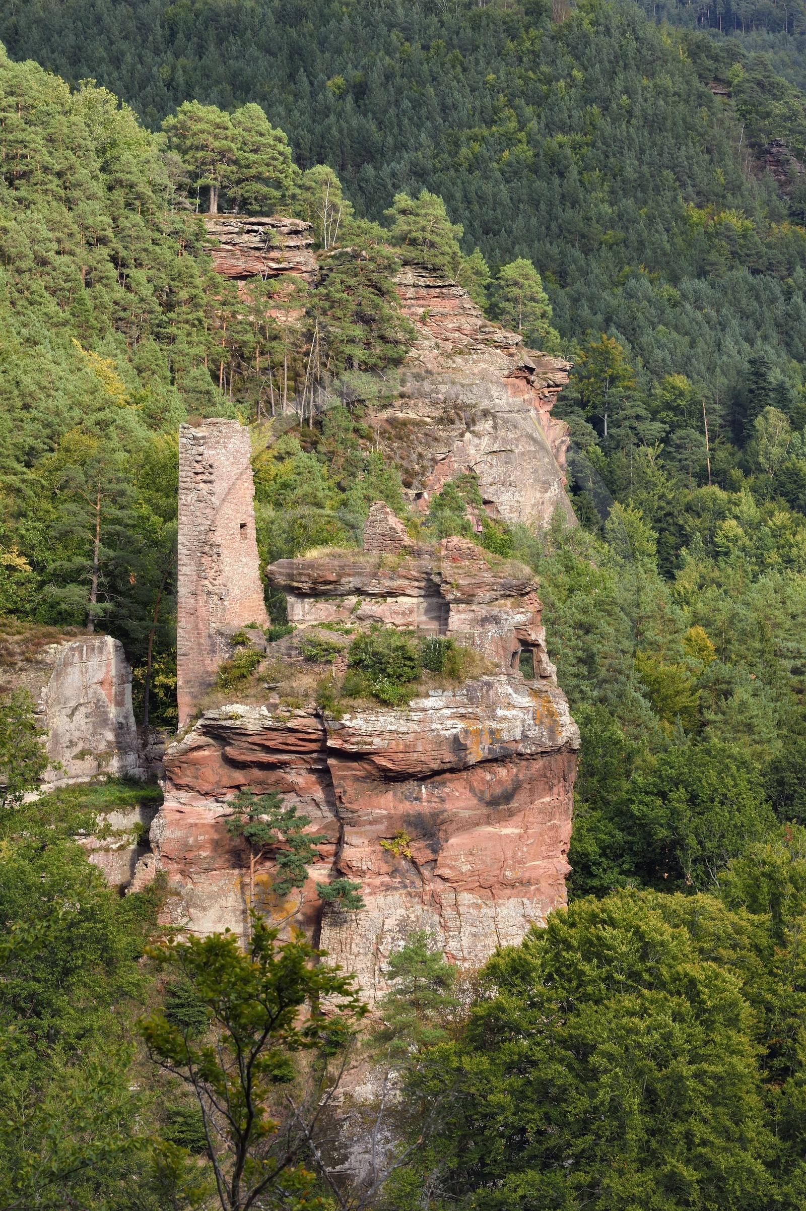 France, Bas-Rhin (67), Parc naturel régional des Vosges du Nord, Obersteinbach, foret domaniale de Steinbach, les ruines du chateau du Petit-Arnsberg perché sur un rocher de grès