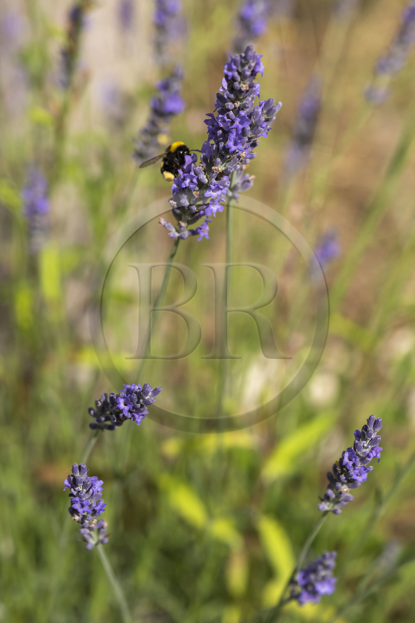 France, Alpes-Maritimes (06), Mouans-Sartoux, Jardins du Musée International de la Parfumerie​ (MIP), lavande