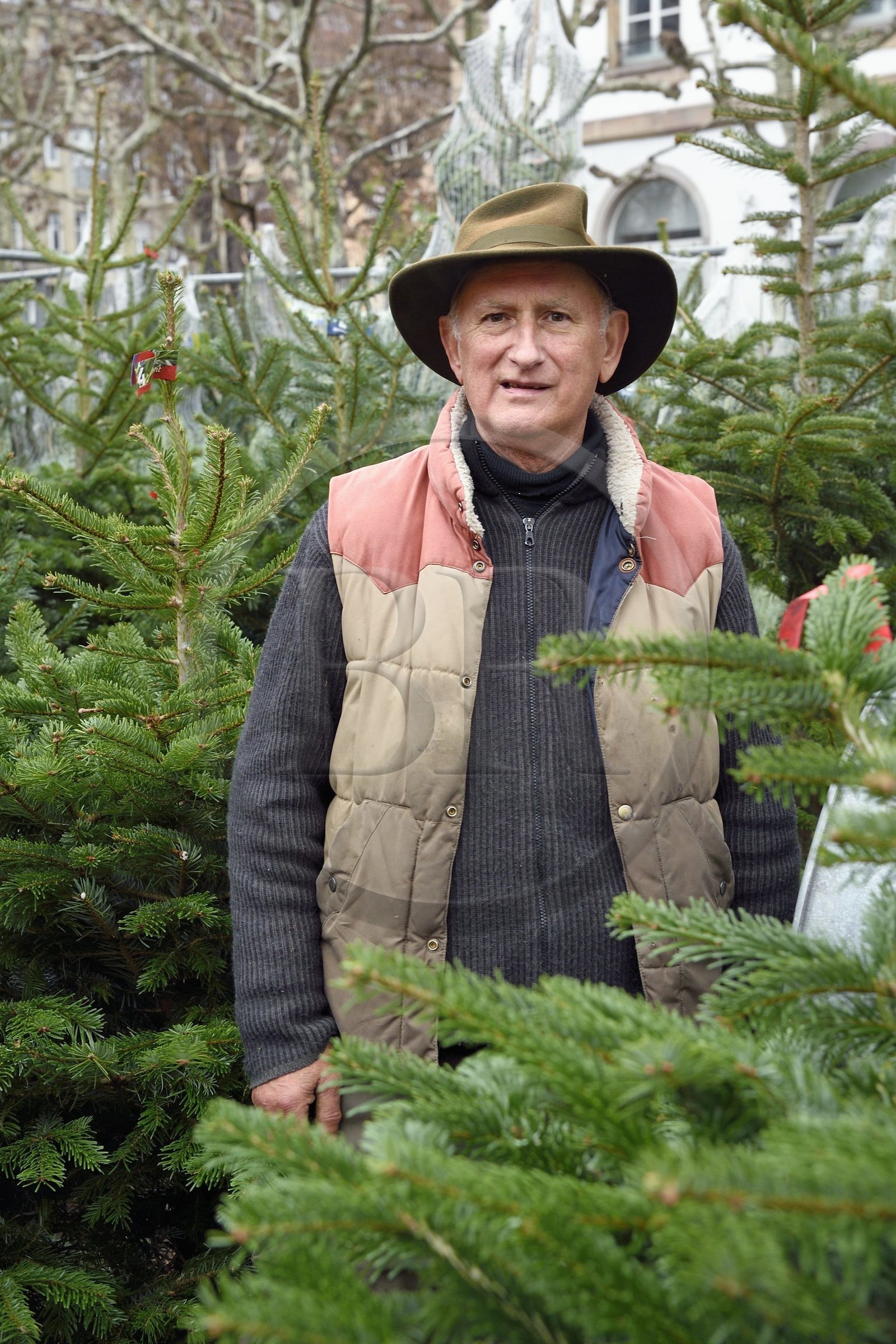 France, Bas-Rhin (67), Strasbourg, vieille ville classée au Patrimoine Mondial de l’UNESCO, Marché de Noel (Christkindelsmarik) de la place Broglie, Daniel Bailly vend des sapins pour la famille Schwoob implantée sur le marché de noël depuis de nombreuse années