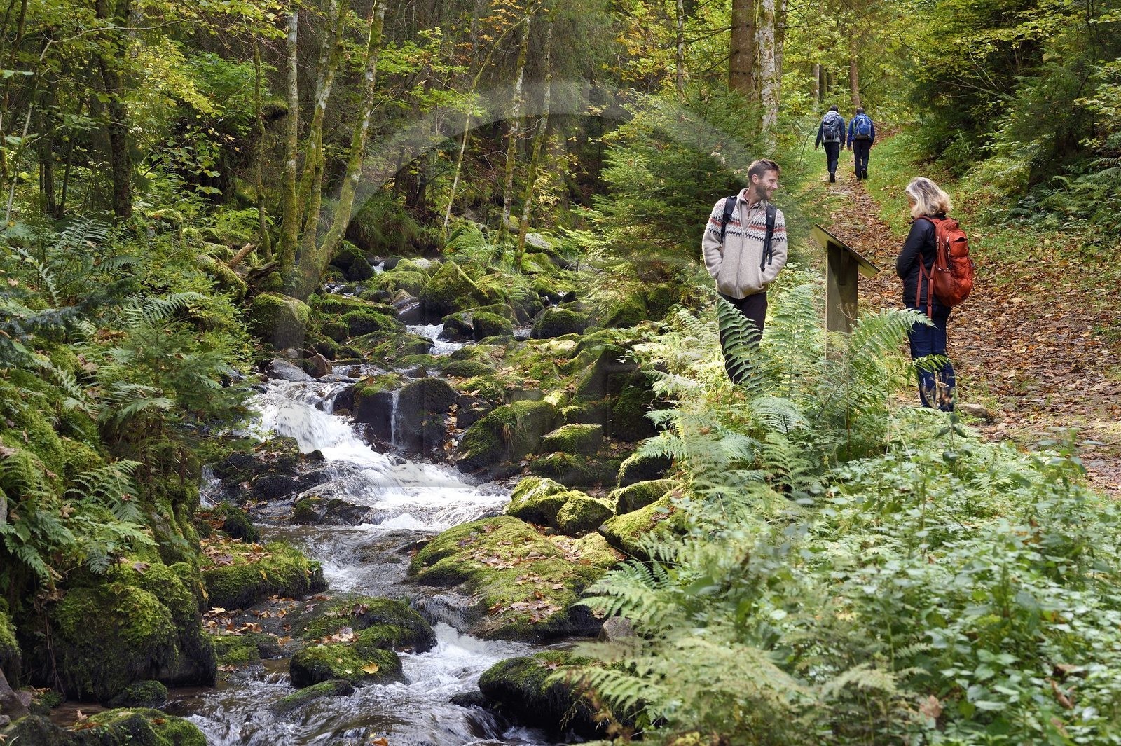 France, Vosges (88), Le Valtin, randonnée dans la vallée du Valtin dans la haute-vallée de la Meurthe sur le sentier des panoramas du Valtin