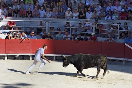 France, Bouches-du-Rhône (13), Arles, la course camarguaise  de la Cocarde d'Or aux Arènes, le raseteur Loic Auzolle