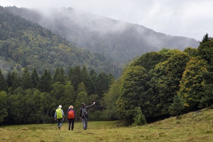 France, Vosges (88), Parc naturel régional des ballons des Vosges, Saint-Maurice-sur-Moselle, randonneurs traversant la chaume des Neuf Bois et la foret en arrière plan