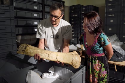 France, Dordogne (24), Périgord Noir, vallée de la Vézère, Les Eyzies-de-Tayac-Sireuil, site classé Patrimoine Mondial de l'UNESCO, Musée National de la Préhistoire, atelier de restauration, Stephane Madelaine (ingénieur des services culturels chargé des collections de faunes) présente un morceau de fémur de mammouth provenant d'Arcy-sur-Cure utilisé comme billot
