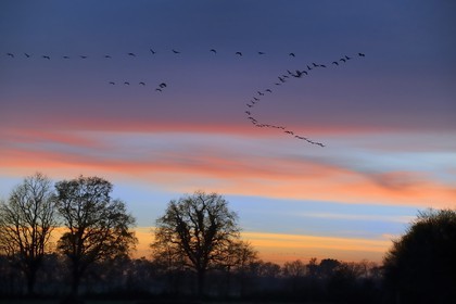 France, Indre (36), le Berry, parc naturel régional de la Brenne, Rosnay, étang de la Mer Rouge, grue cendrée (grus grus), vol au coucher de soleil