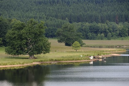 France, Nièvre (58), lac de Saint-Agnan