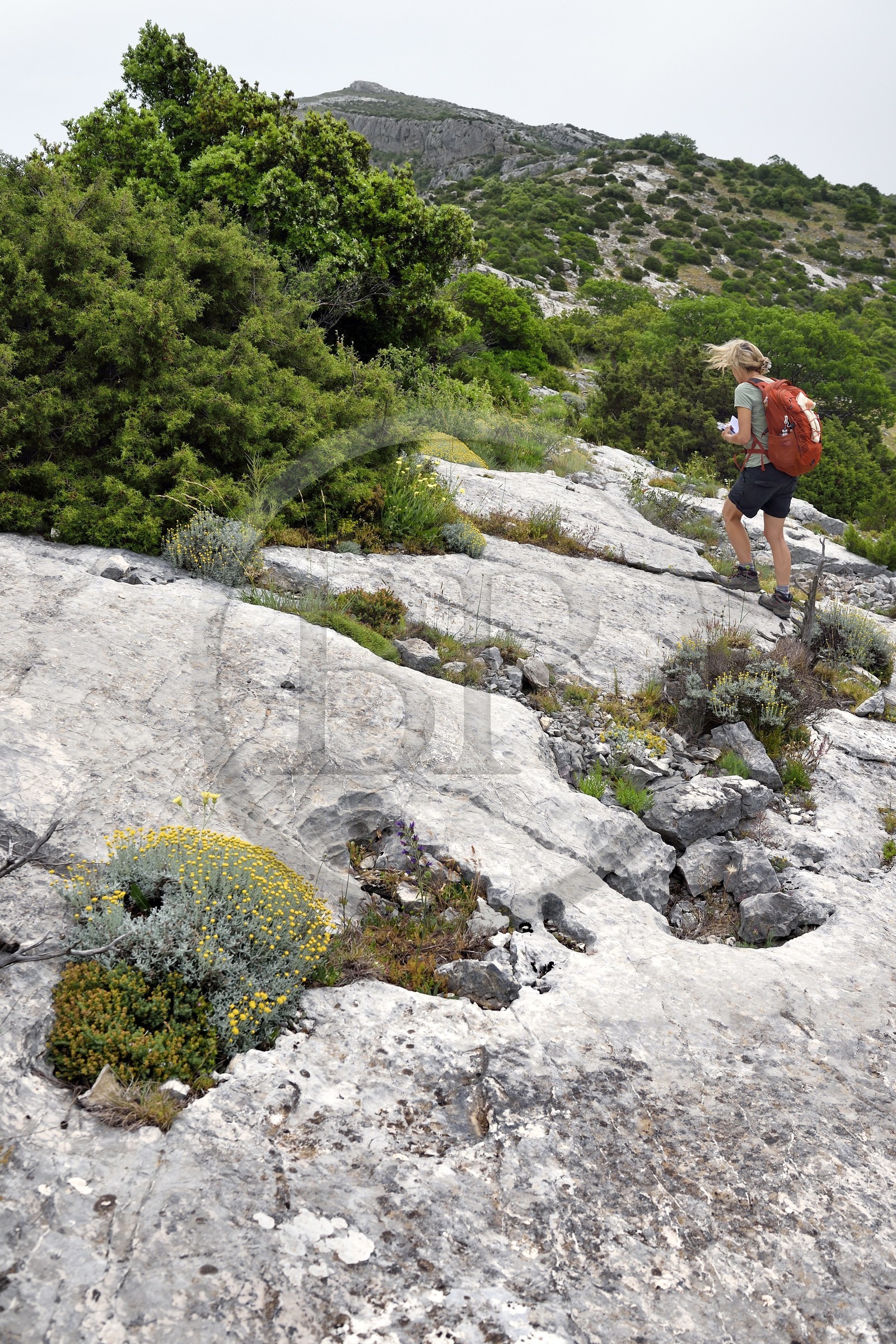 France, Var (83), Plan-d'Aups-Sainte-Baume, parc naturel régional de la Sainte-Baume, Massif de la Sainte-Baume, randonneur au col du Saint-Pilon au sommet de la falaise sur le GR 98 et GR9, santoline au premier plan dans la roche