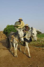 Egypte, désert libyque, oasis de Dakhla, travaux des champs