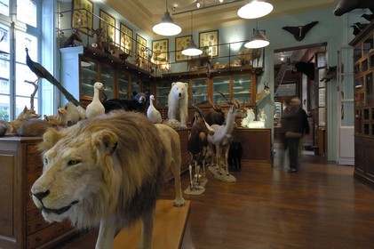 France, Paris (75), le taxidermiste Deyrolle rue du bac