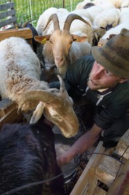 France, Alpes-Maritimes (06), vallée de la Roya (arrière-pays niçois), au pied du parc national du Mercantour, Tende, Casterino dans la vallée de la Casterine, traite à la main des brebis dans les pâtures par le berger Georges Giordano