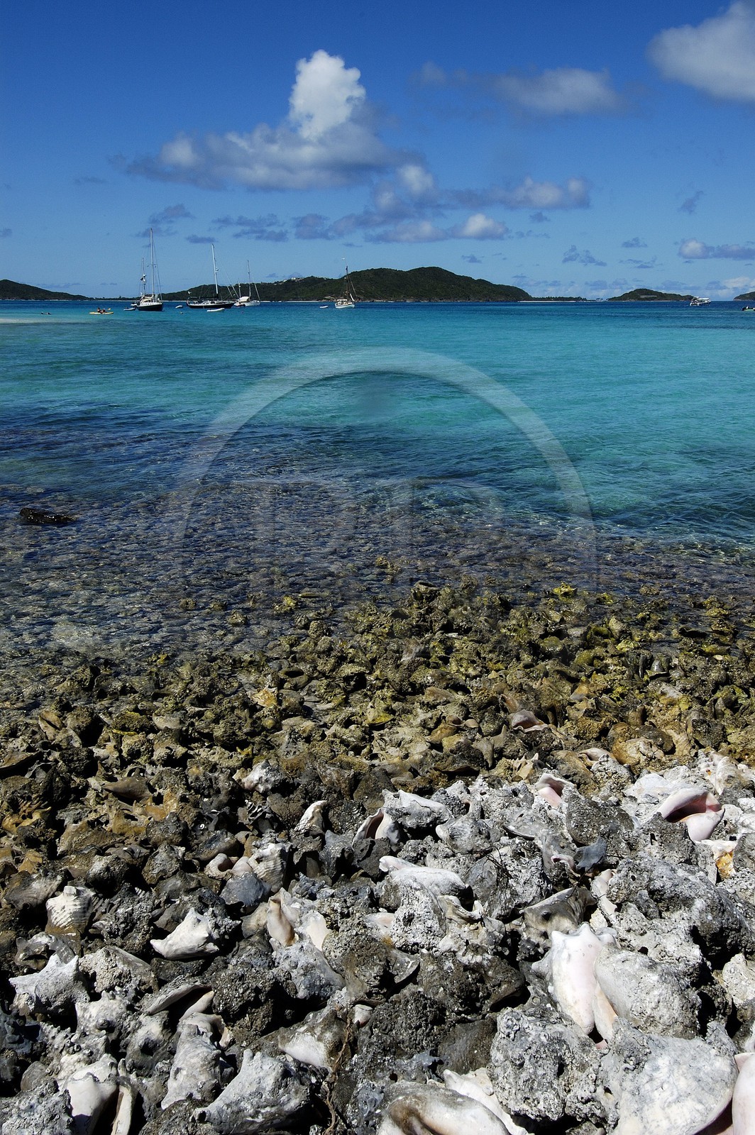 Caraïbes, Saint-Vincent et les Grenadines, archipel des Tobago Cays, plage de coquillages sur une petite île déserte