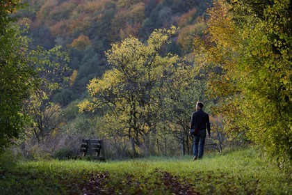 France, Meuse (55), Parc régional de Lorraine, Cotes de Meuse, Buxières-sous-les-Côtes, promenade en forêt
