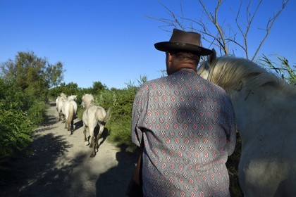 France, Bouches-du-Rhône (13), Parc naturel régional de Camargue, Mas du Menage, manade Saint Antoine (Cauzel), le gardian Régis Blayrat