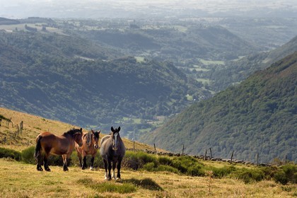 France, Cantal (15), Parc Naturel Régional des Volcans d’Auvergne, la vallée et le village de Brezons vus depuis les estives en altitude, chevaux au premier plan