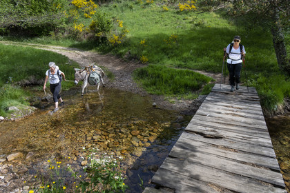 France, Ardèche (07), Laveyrune, randonnée avec un âne sur le chemin de Stevenson (GR 70), traversée du ruisseau de Serres