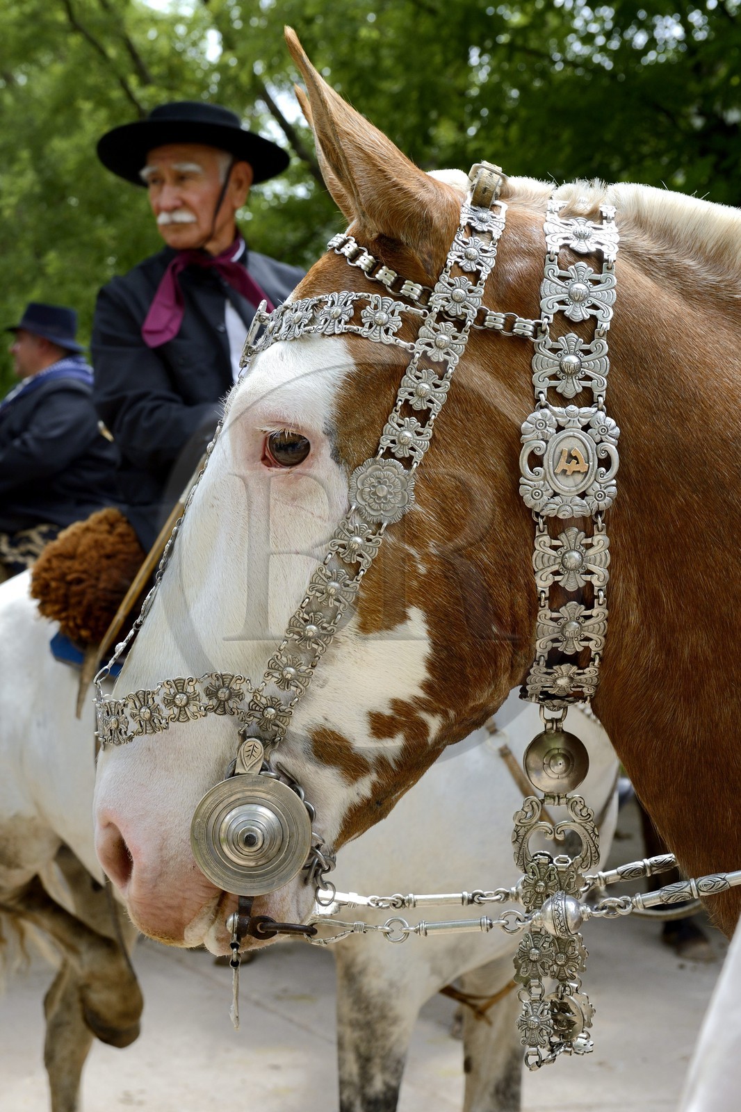 Argentine, province de Buenos Aires, San Antonio de Areco, fête du Jour de la Tradition (Dia de la Tradicion), travail d'orfèvre sur un harnais en argent utilisé lors de grandes occasions par un     estanciero (gaucho propriétaire d'un ranch)