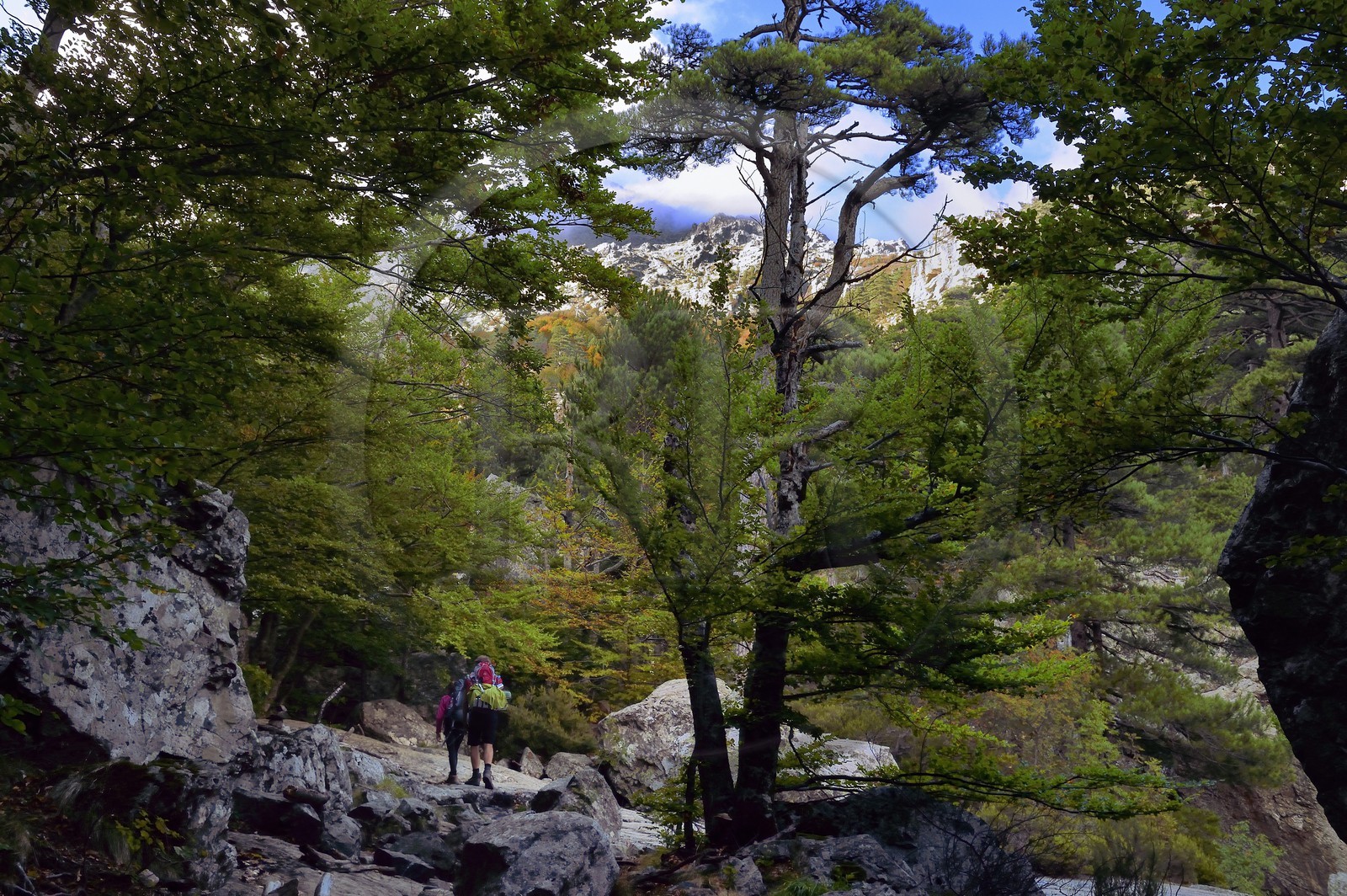 France, Haute-Corse (2B), Vivario, GR 20, étape entre le refuge de l'Onda et Vizzavona dans la foret de Vizzavona