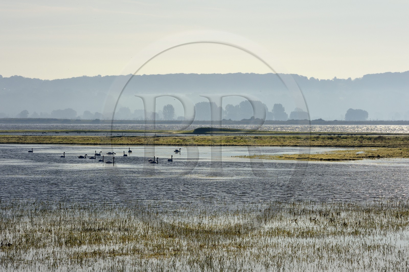 France, Seine-Maritime (76), Réserve Naturelle de l'estuaire de la Seine, cygnes dans un étang