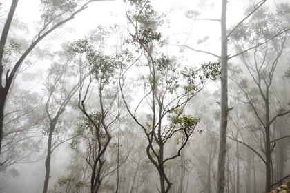 Sri Lanka, Province d'Uva, trajet en train dans la région montagneuse de la culture du thé entre Hatton et Badulla, en bordure de la forêt de nuages du parc national de Horton Plains