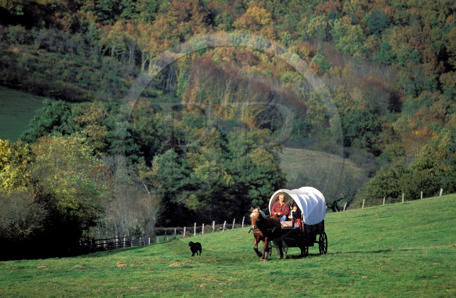 France, Saône-et-Loire (71), région du Morvan, roulotte traversant un pré, près de la Celle-en-Morvan