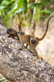 France, Ile de Mayotte, Grande-Terre, Kani-Keli, le Jardin Maoré à la plage de N’Gouja, Lémur fauve (Eulemur fulvus mayottensis) appelé aussi maki