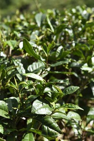 Sri Lanka, province du centre, Dalhousie, plantation de thé, feuille de thé