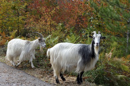 France, Corse-du-Sud (2A), Vallée du Prunelli, Bastelica, troupeau de chèvres en bordure de route
